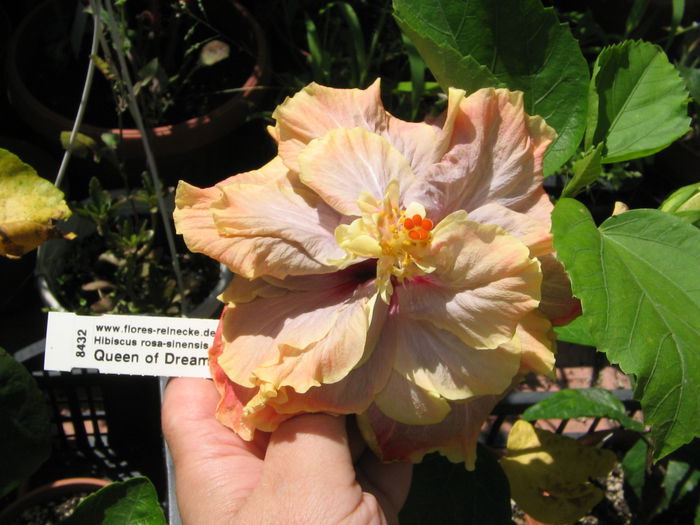 IMG_1093 - Hibiscus 2