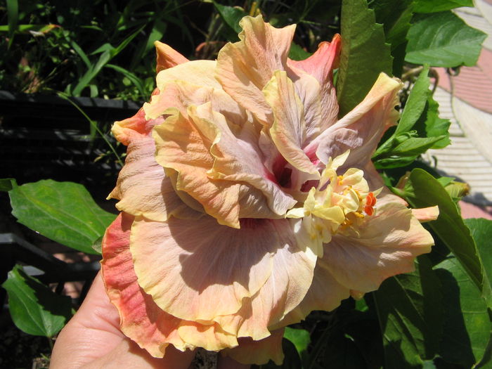 IMG_1094 - Hibiscus 2