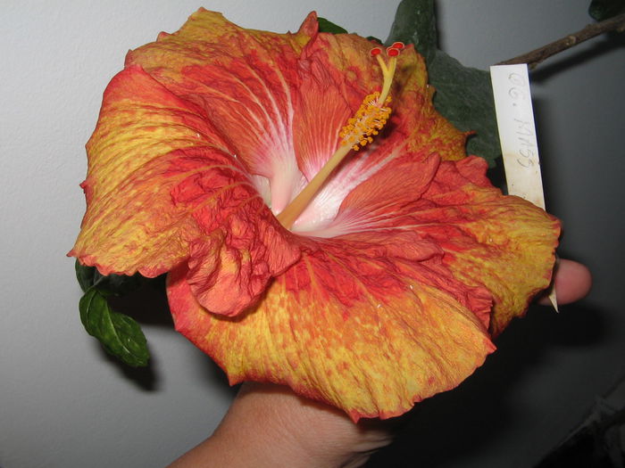 IMG_1096 - Hibiscus 2