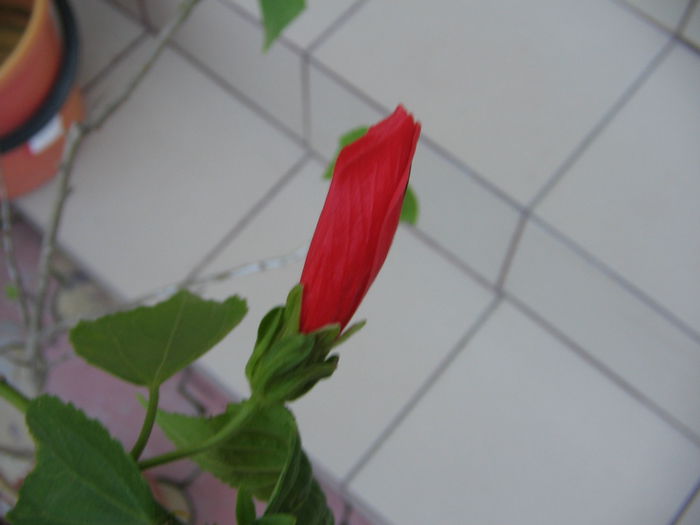 IMG_1132 - Hibiscus 2