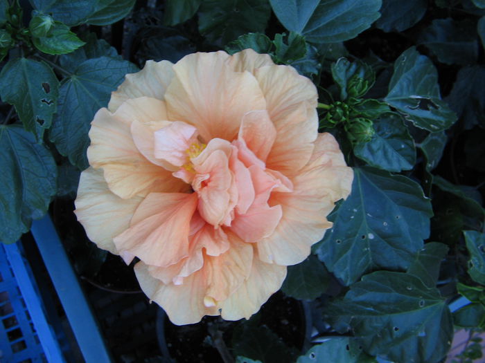 IMG_1136 - Hibiscus 2