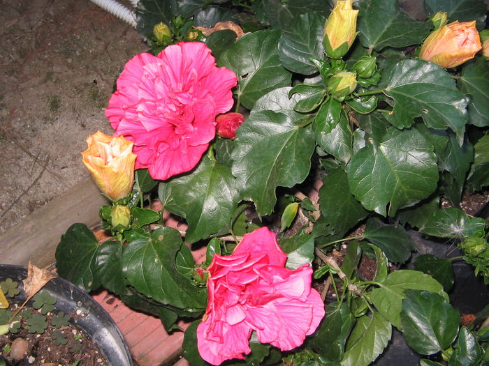 IMG_1137 - Hibiscus 2