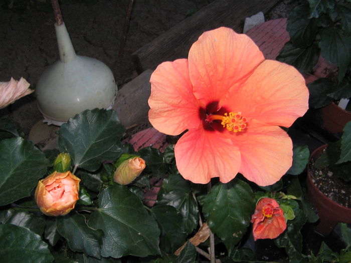IMG_1138 - Hibiscus 2
