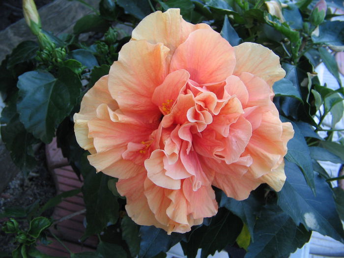 IMG_1139 - Hibiscus 2
