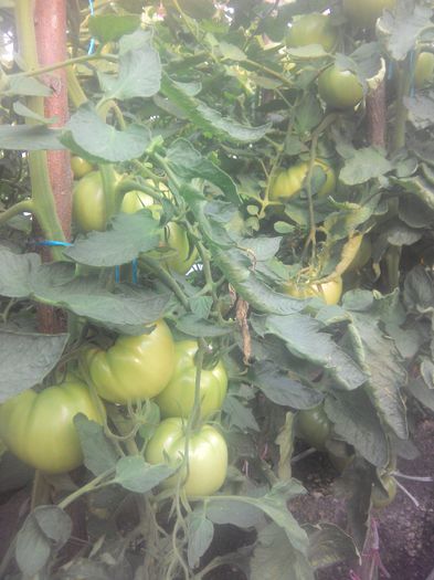 IMG_20140802_184712 - 2014 CEL MAI BUN AN LA ROSII