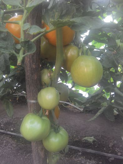 IMG_20140802_184808 - 2014 CEL MAI BUN AN LA ROSII