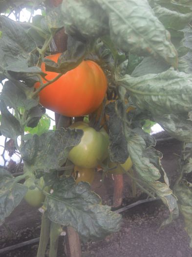 IMG_20140802_184815 - 2014 CEL MAI BUN AN LA ROSII