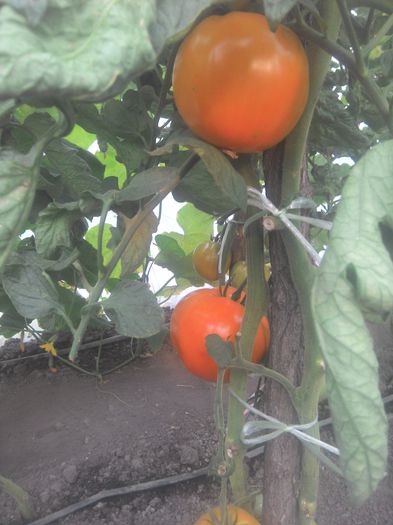 IMG_20140802_184848 - 2014 CEL MAI BUN AN LA ROSII