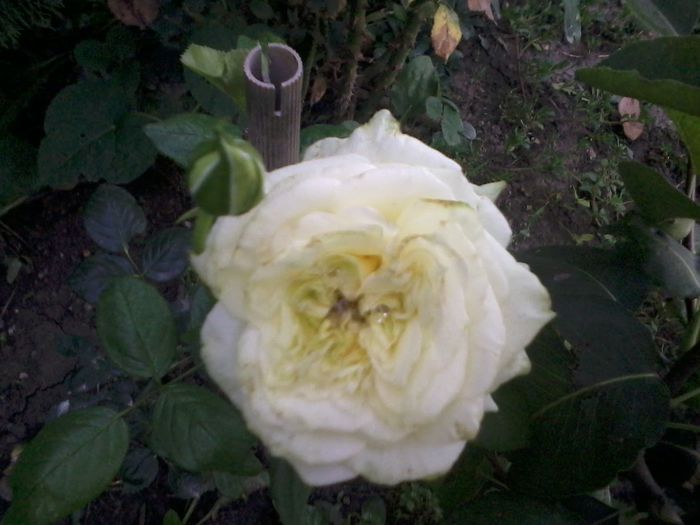 elfe