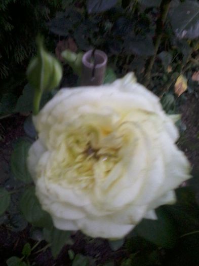 elfe