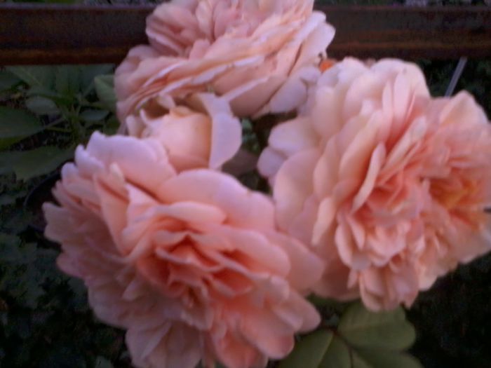 florov 30