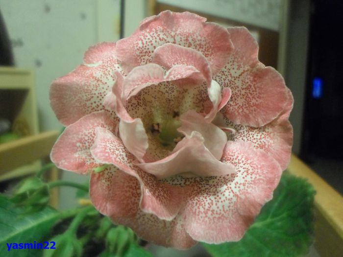 009 iunie 2014 - Gloxinia Sharm-pierdut