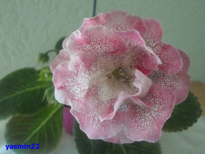 014 iunie 2014 - Gloxinia Sharm-pierdut