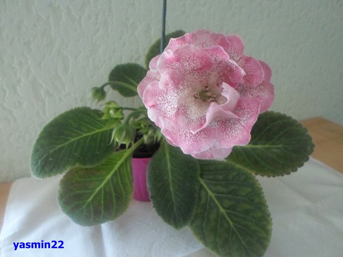 015 iunie 2014 - Gloxinia Sharm-pierdut