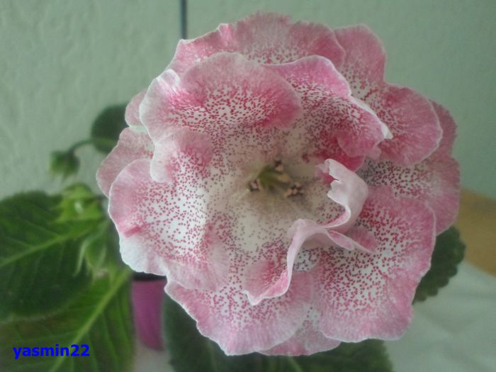 016 iunie 2014 - Gloxinia Sharm-pierdut