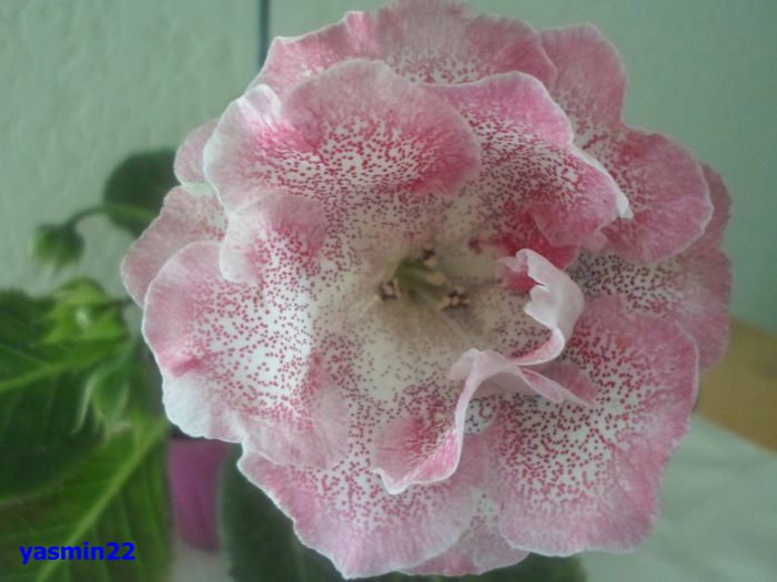 017 iunie 2014 - Gloxinia Sharm-pierdut