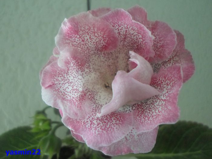 018 iunie 2014 - Gloxinia Sharm-pierdut