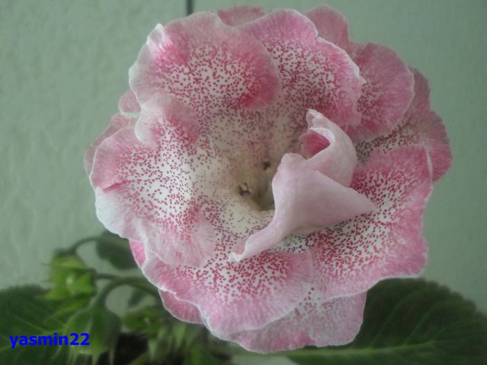 019 iunie 2014 - Gloxinia Sharm-pierdut