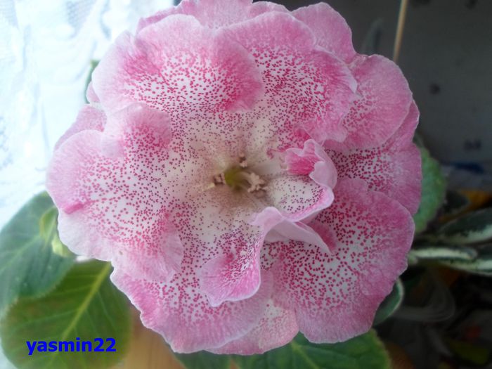 025 iunie 2014 - Gloxinia Sharm-pierdut