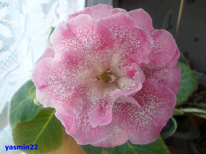 026 iunie 2014 - Gloxinia Sharm-pierdut