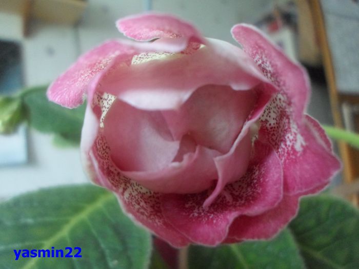 033 iunie 2014 - Gloxinia Sharm-pierdut