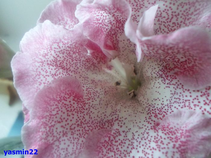 034 iunie 2014 - Gloxinia Sharm-pierdut