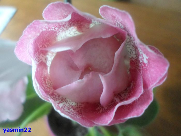 035 iunie 2014 - Gloxinia Sharm-pierdut