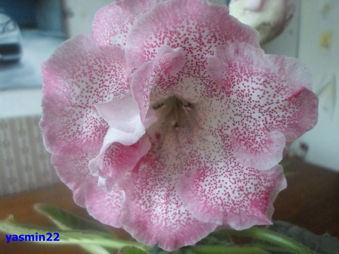 038 iunie 2014 - Gloxinia Sharm-pierdut