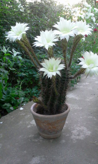 Fotografie1289 - Cactusi si suculente