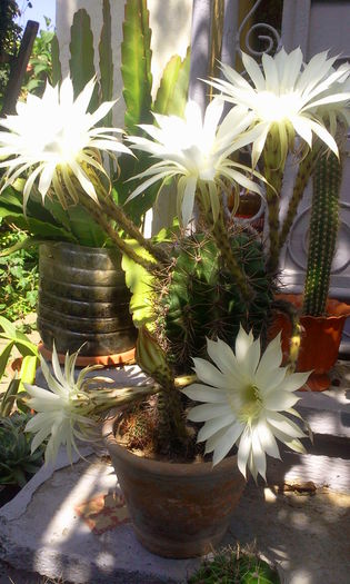 Fotografie1294 - Cactusi si suculente