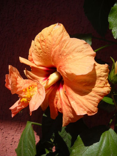 Cairo 7.-08.014 - HIBISCUS- 2014