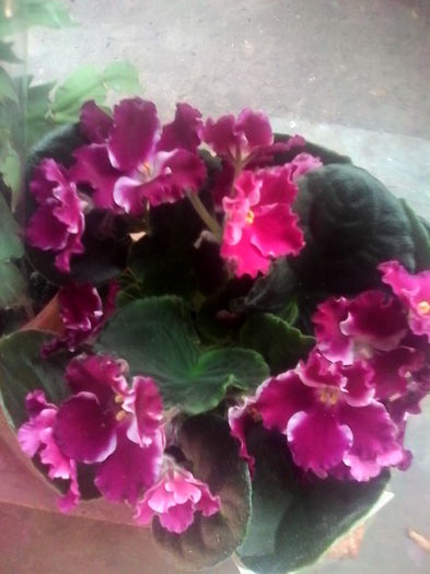 violeta de parma - flori de interior 2014