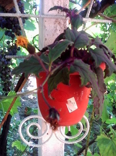 a inflorit gynura - flori de interior 2014