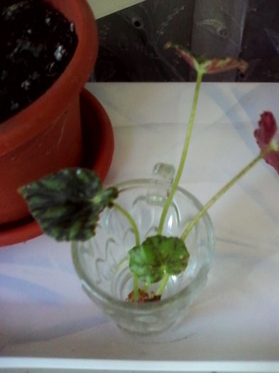 begonia - flori de interior 2014