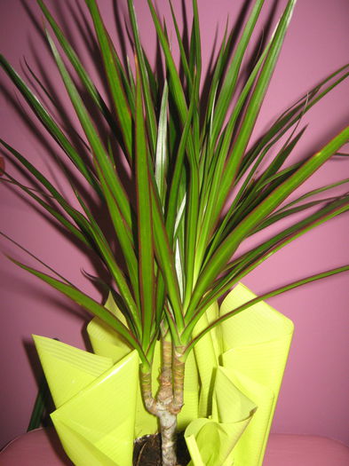 Dracaena