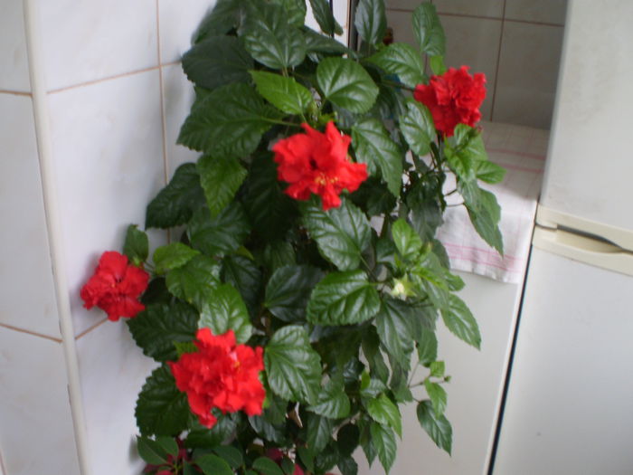 P6290043 - flori 2