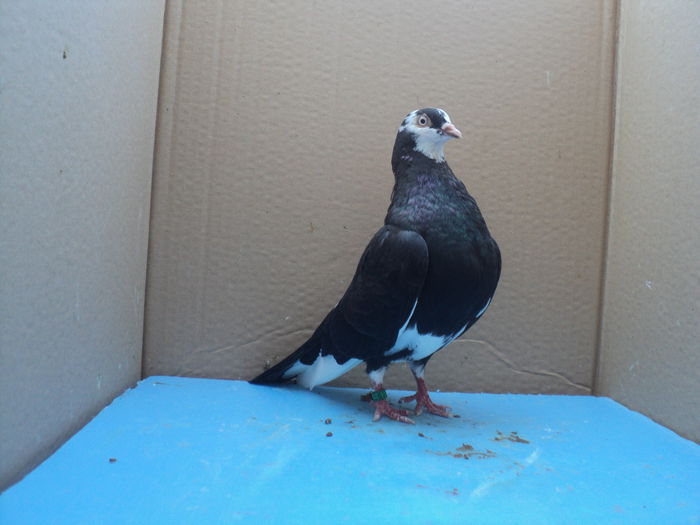 ROLLER DE BIRMINGHAM