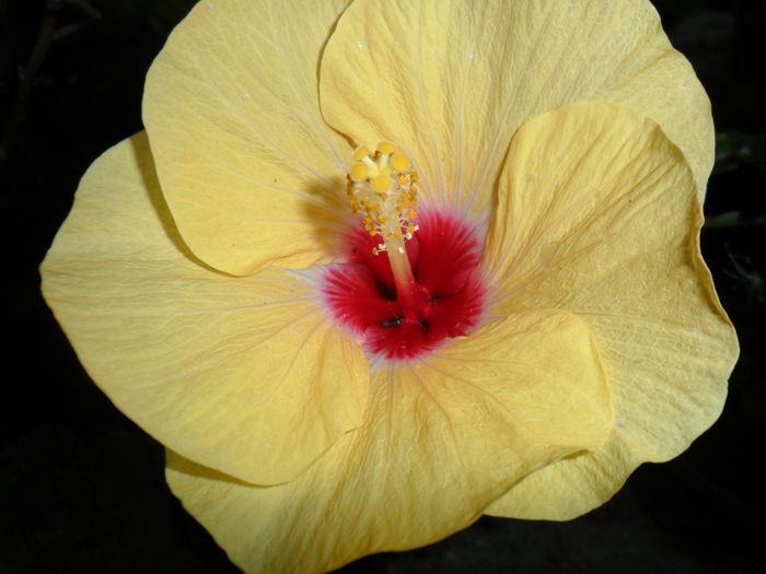 Picture 006 - hibiscusi 2014-1