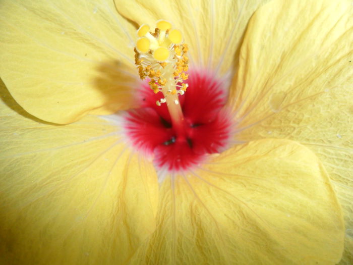 Picture 007 - hibiscusi 2014-1