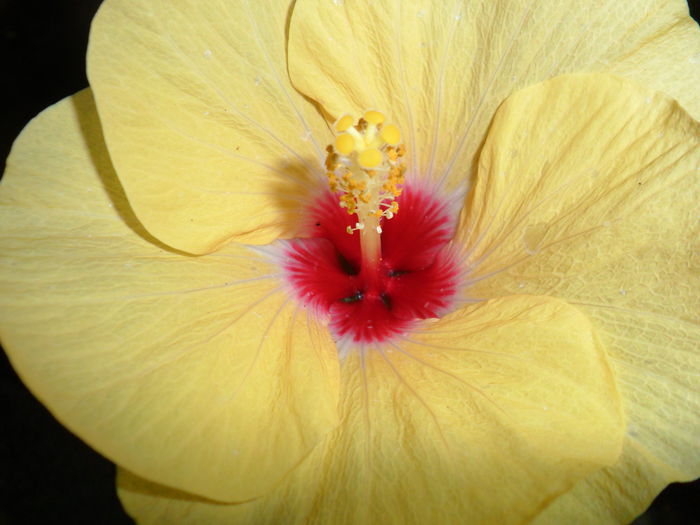 Picture 008 - hibiscusi 2014-1