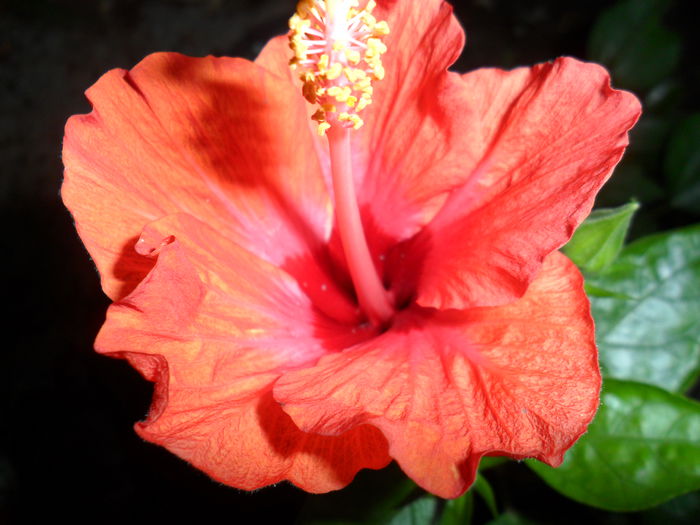 Picture 010 - hibiscusi 2014-1