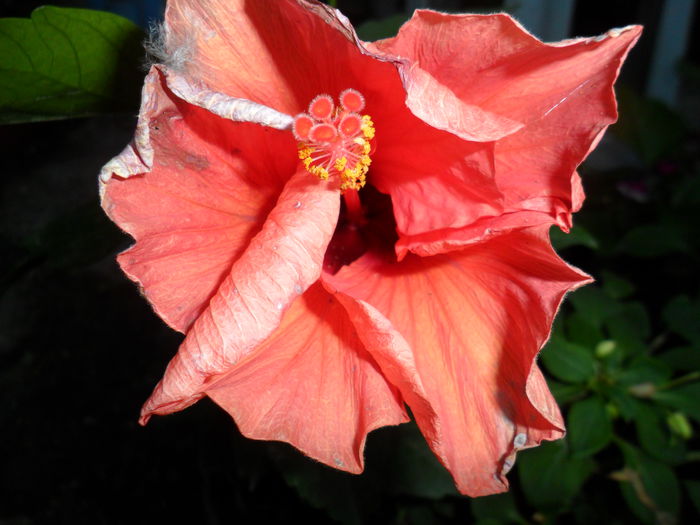Picture 013 - hibiscusi 2014-1