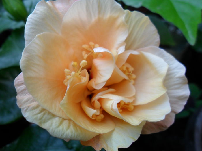 Picture 016 - hibiscusi 2014-1