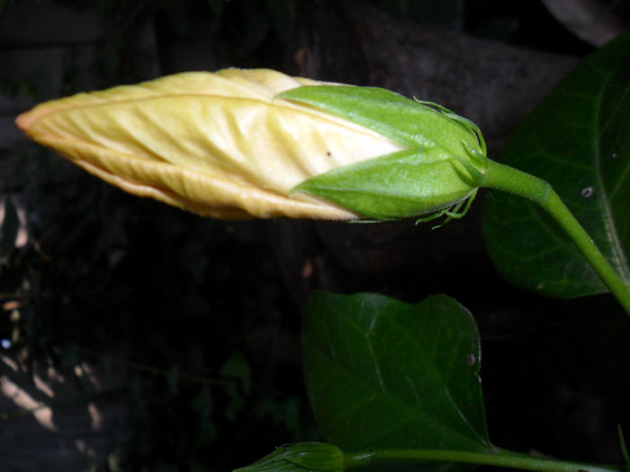 Picture 023 - hibiscusi 2014-1