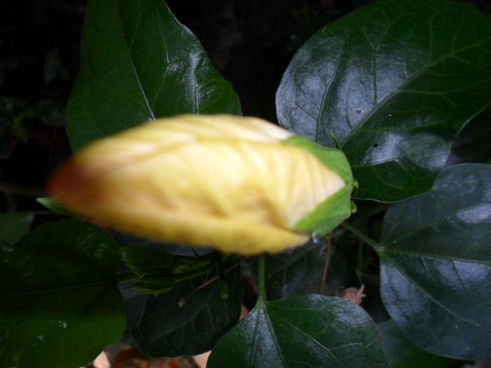 Picture 025 - hibiscusi 2014-1