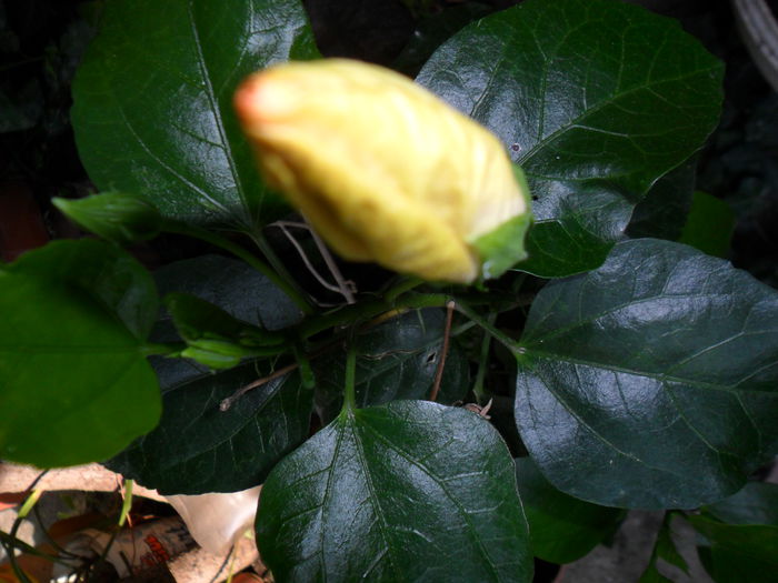 Picture 026 - hibiscusi 2014-1