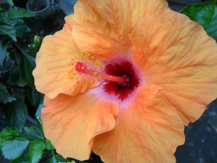 Picture 029 - hibiscusi 2014-1