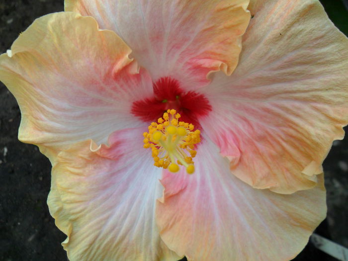 Picture 081 - hibiscusi 2014-1