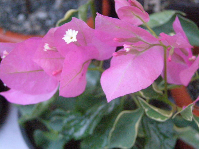 P8090064 - Bougainvillea