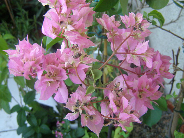 P8110099 - Bougainvillea